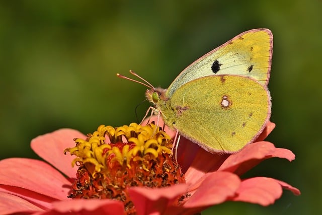 IMAGE D'UN PAPILLON