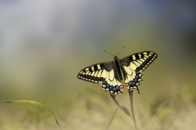 IMAGE D'UN PAPILLON'