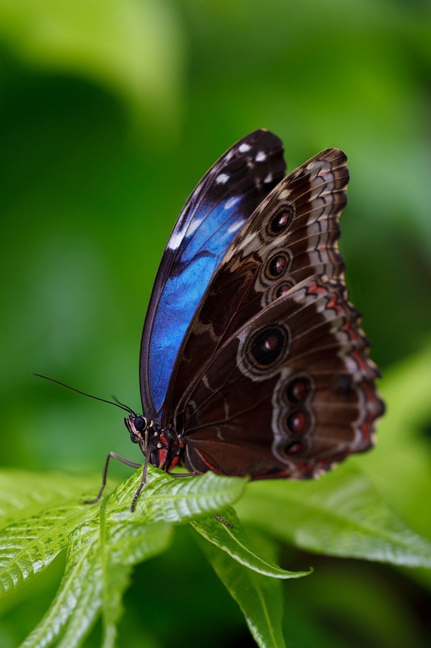 Image d'un papillon