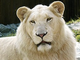 Image d'un lion blanc