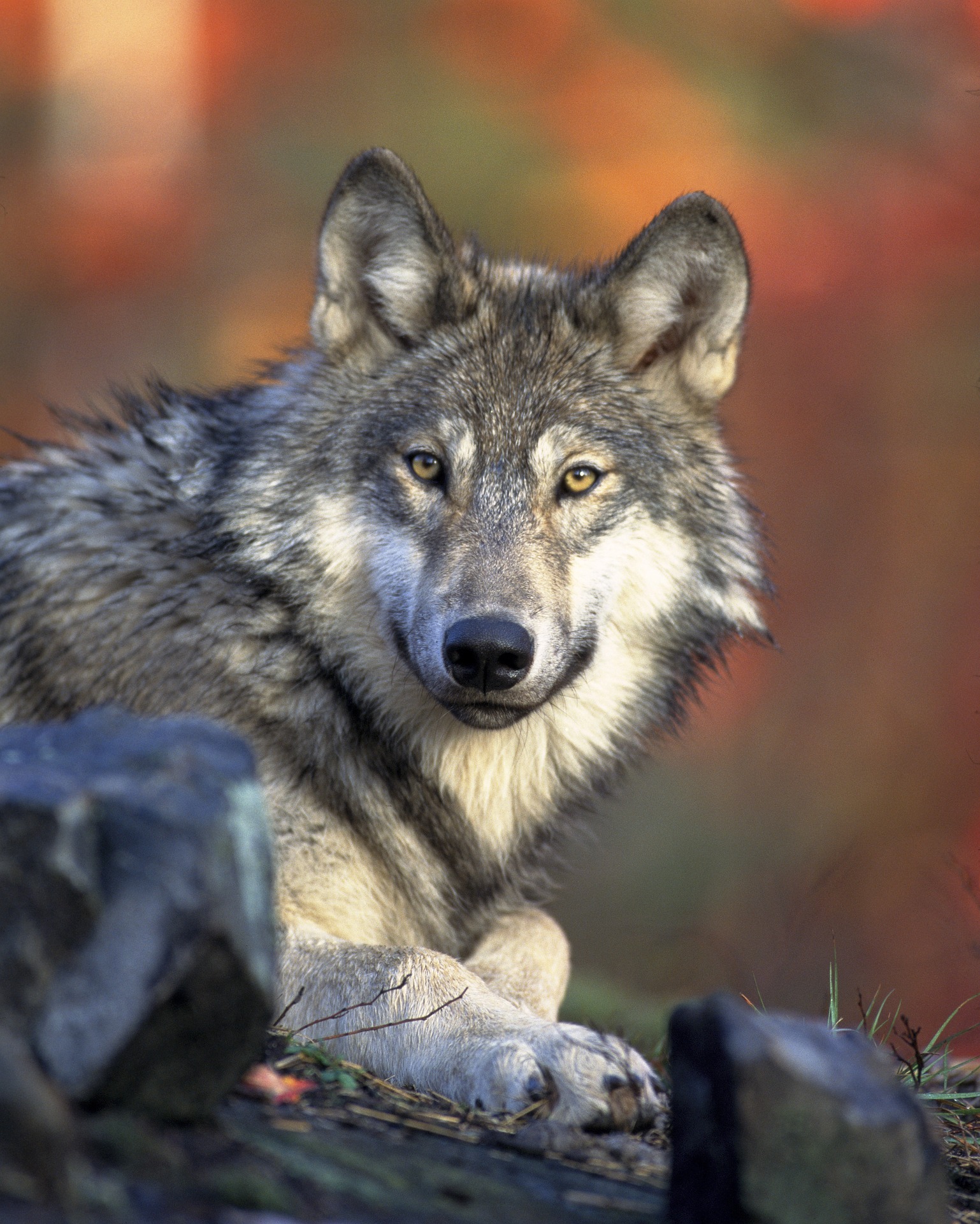 image du loup