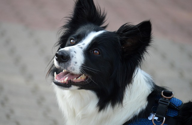 image chien