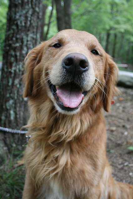 Cette image est un golden retriever