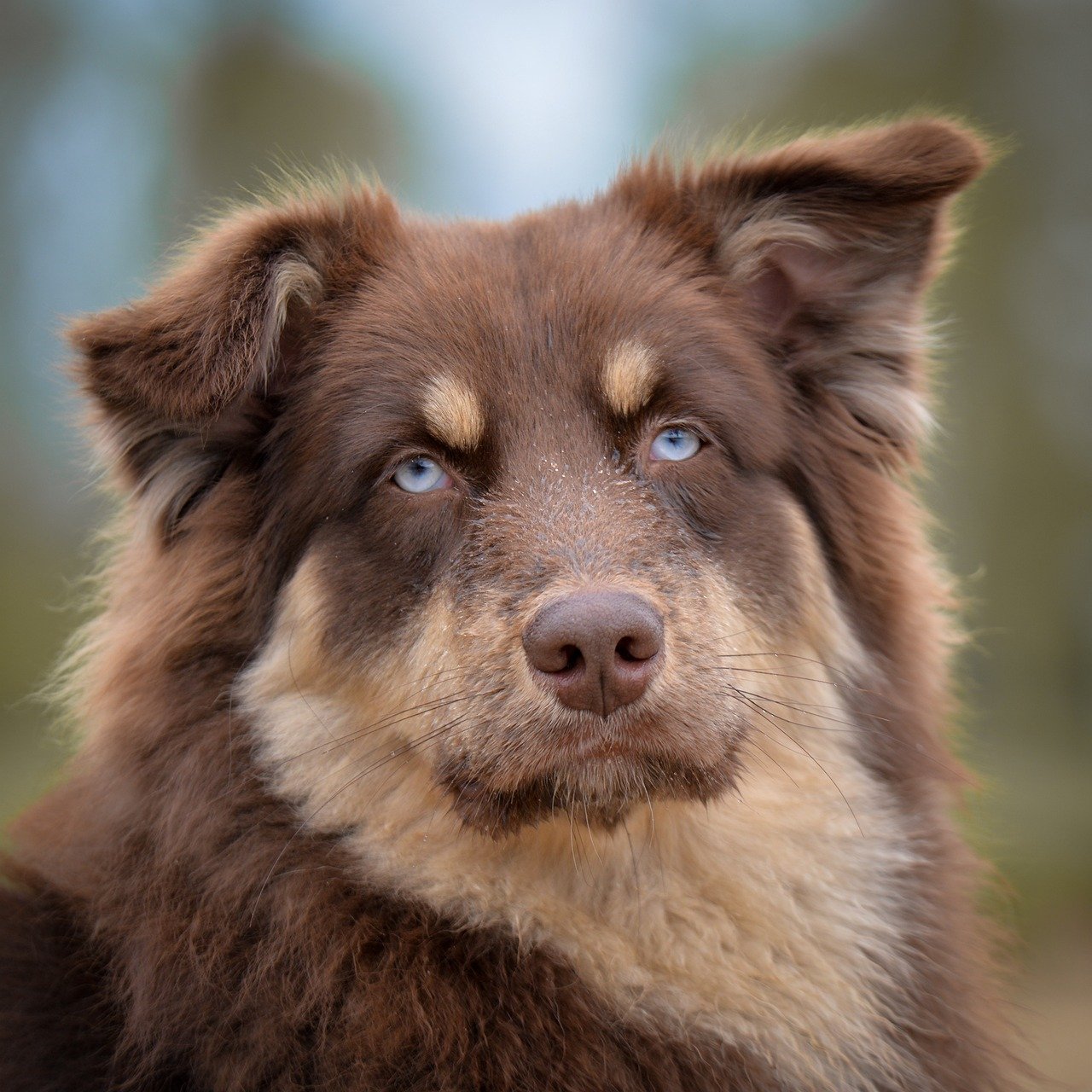 image dog