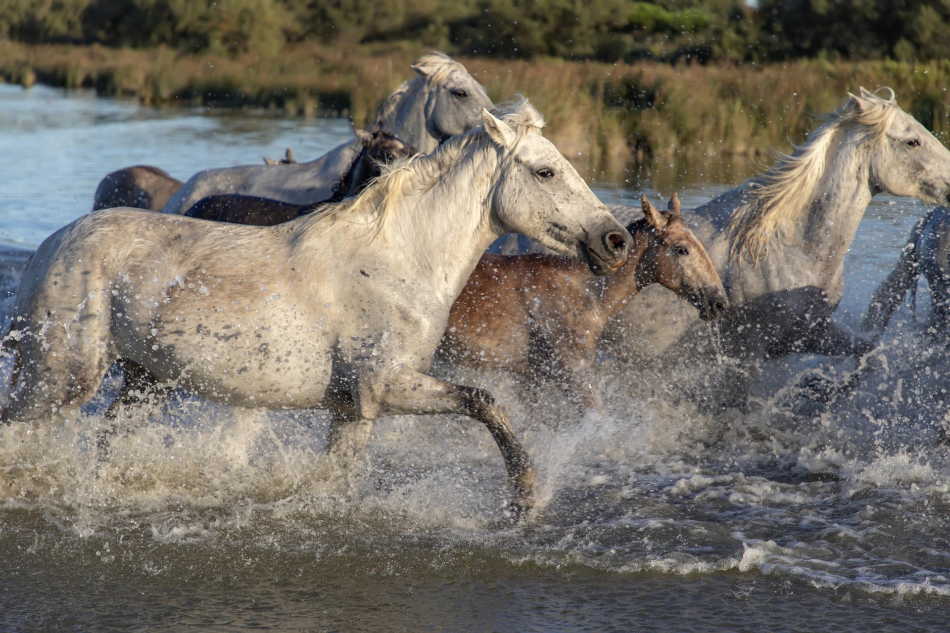 image chevaux