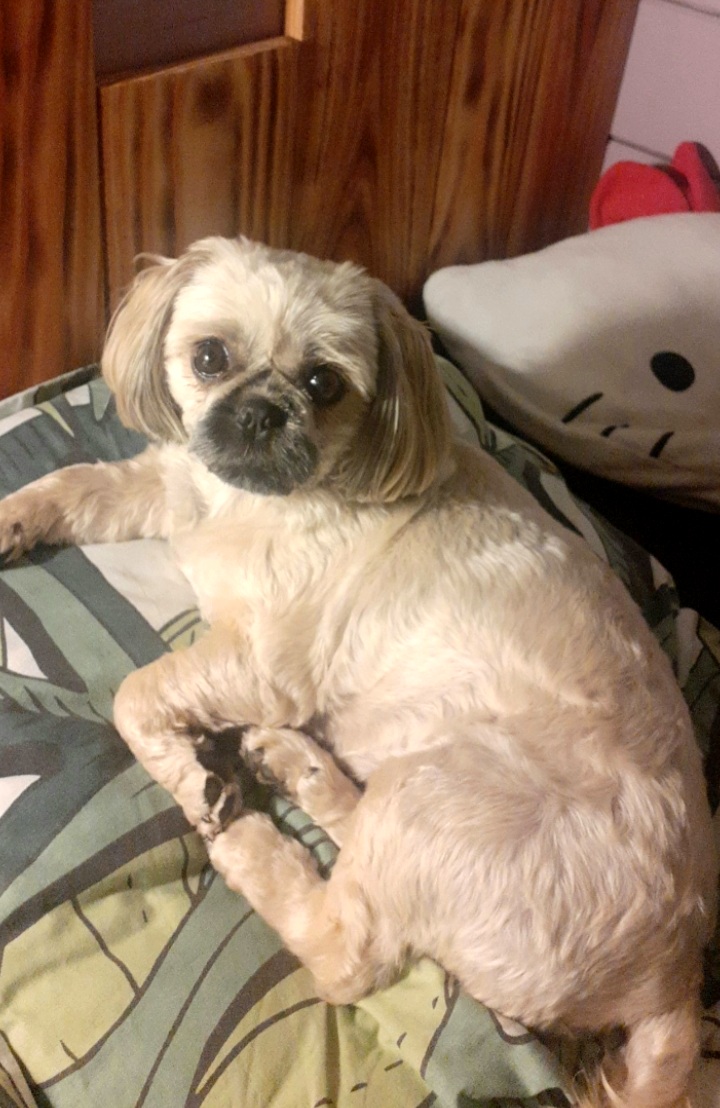 Ceci est une photo de mon chien!