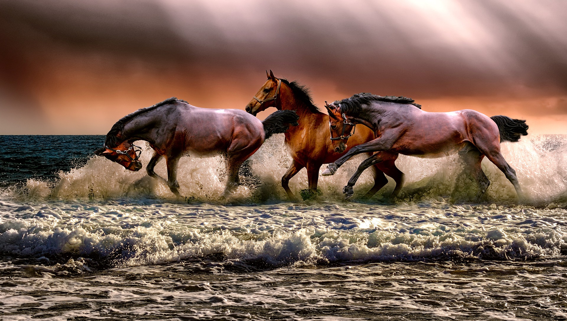 Cette image nous montre 3 chevaux galopant sur la plage
