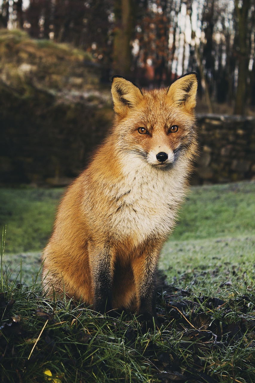 image de renard...