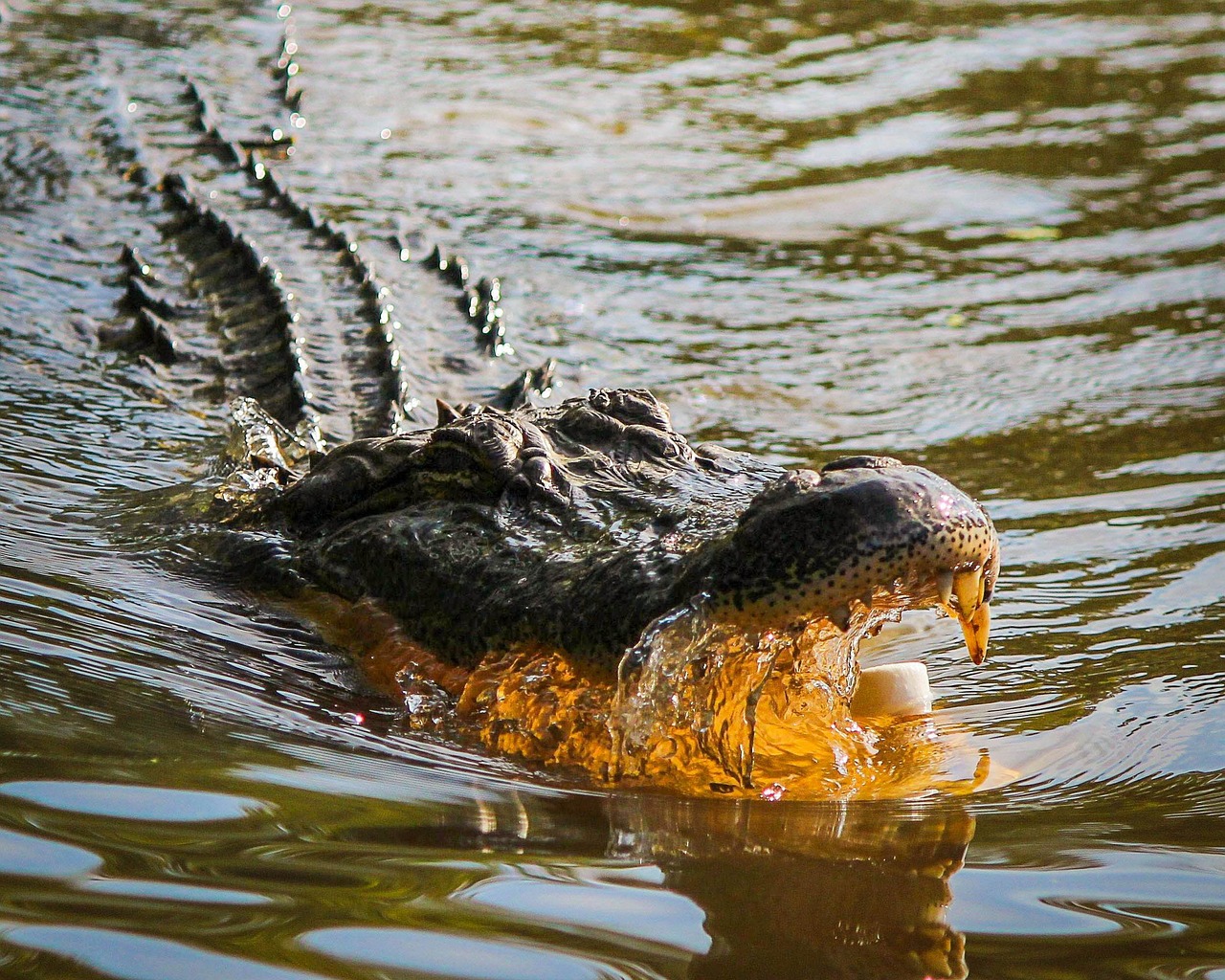un alligator près a dévorer des gens