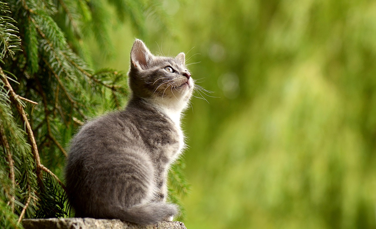 Un chat gris